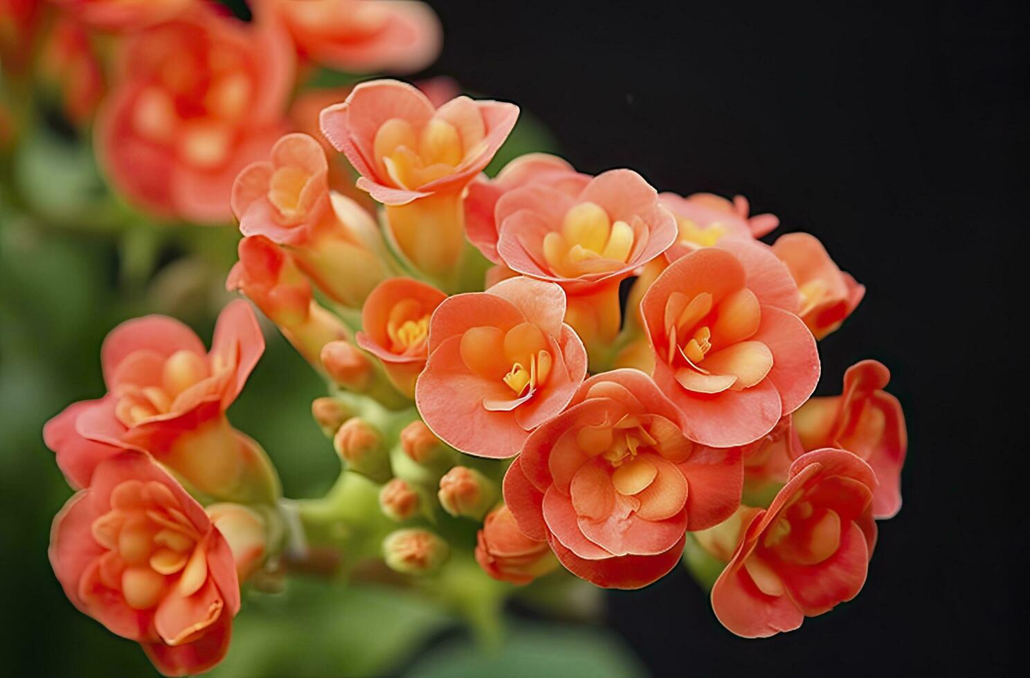 ai generado kalanchoe Blossfeldiana. ai generado foto