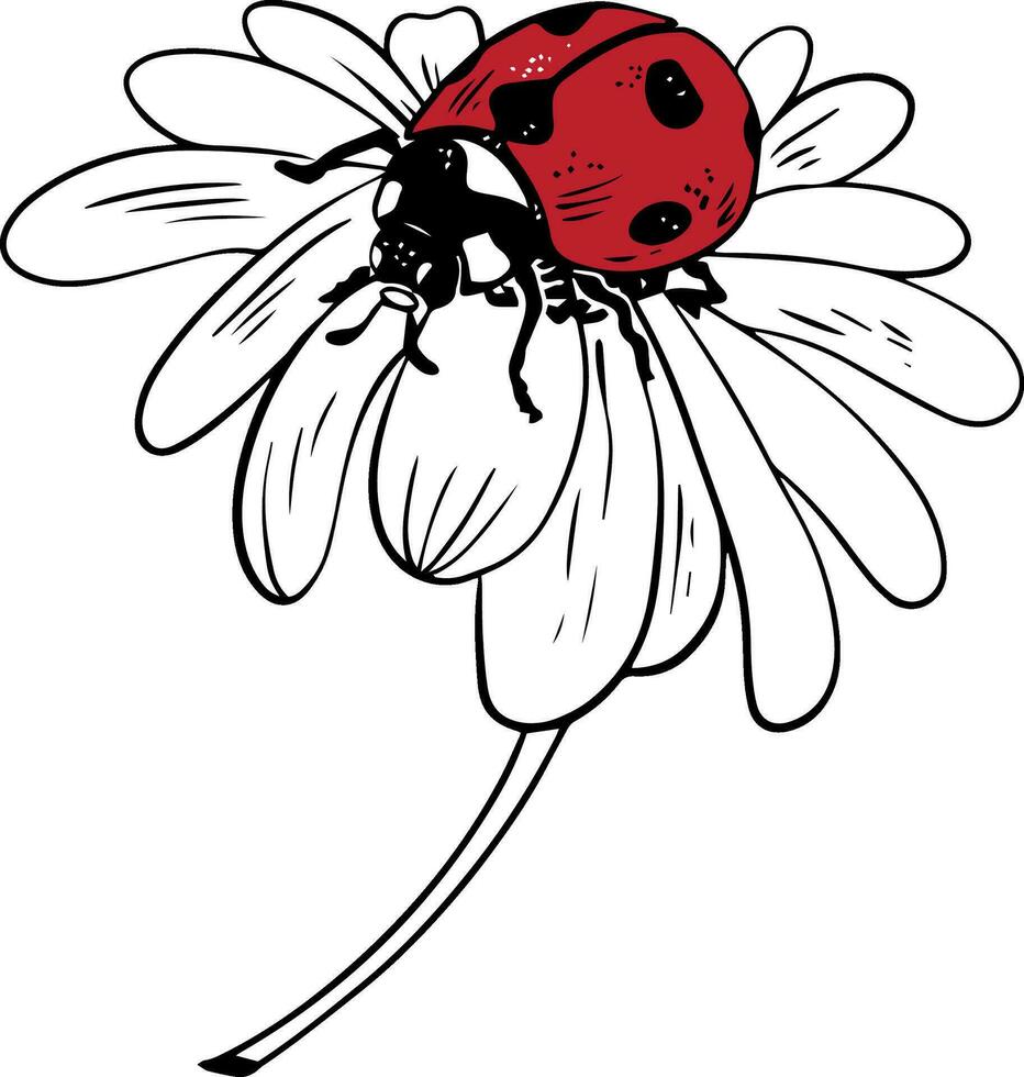 soltero bosquejo estilo rojo mariquita en margarita flor ilustración negro arte lineal aislado en blanco antecedentes vector