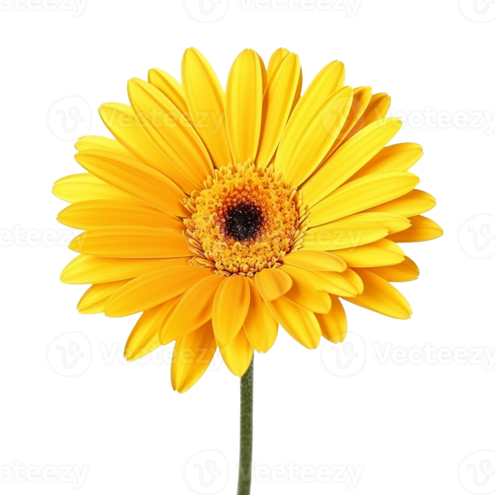 AI generated Yellow Flower on Transparent Background - Ai Generated png