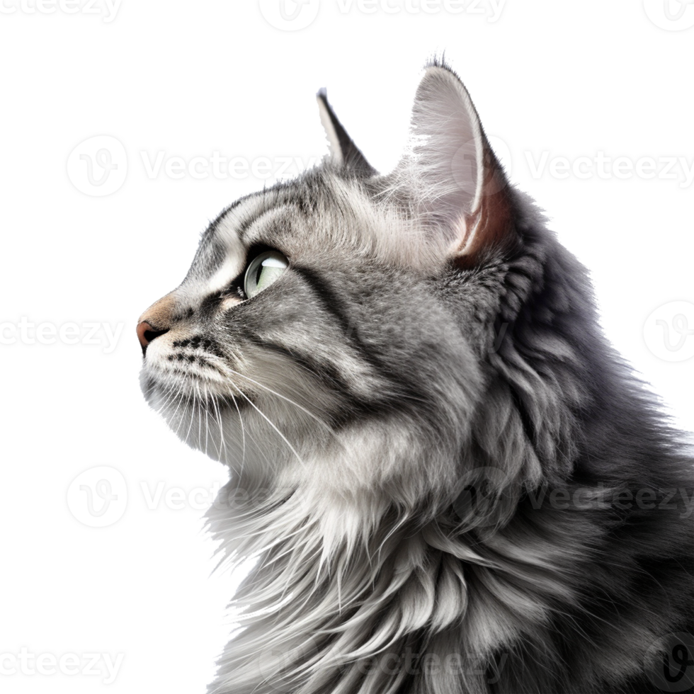 AI generated Beautiful Cat on Transparent Background - Ai Generated png