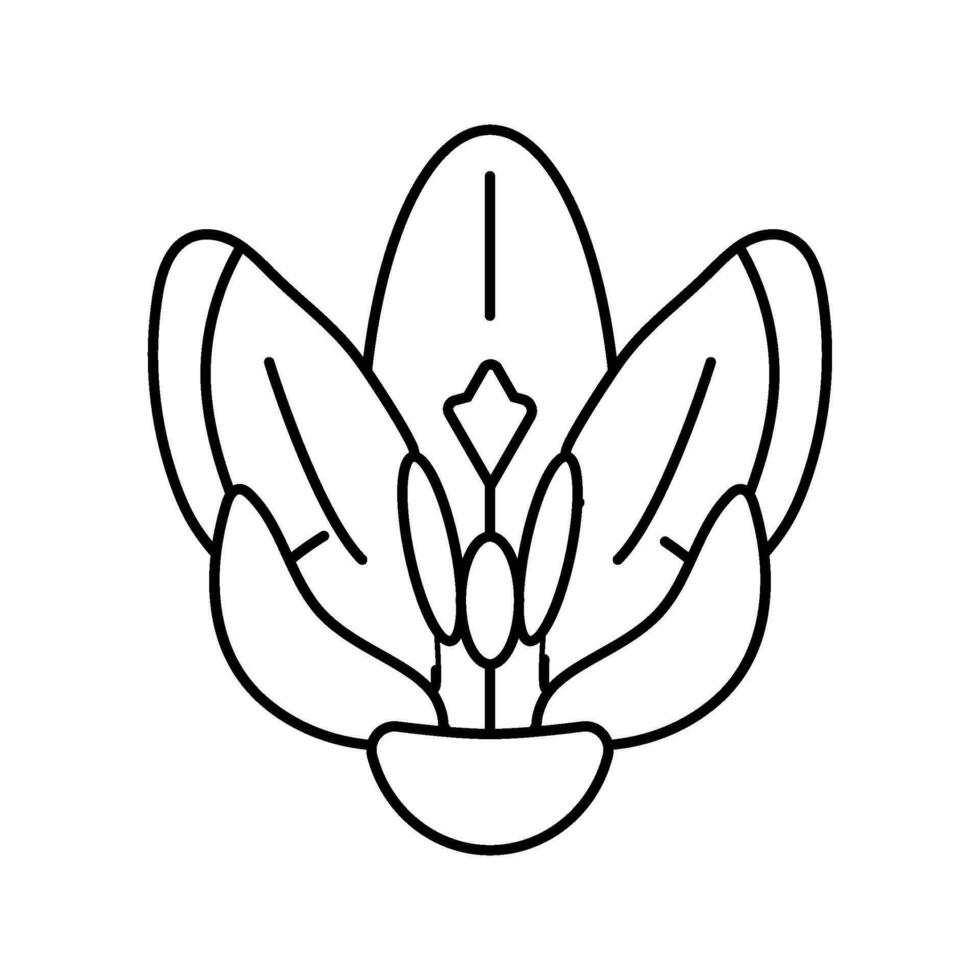 crocus flower spring line icon vector illustration