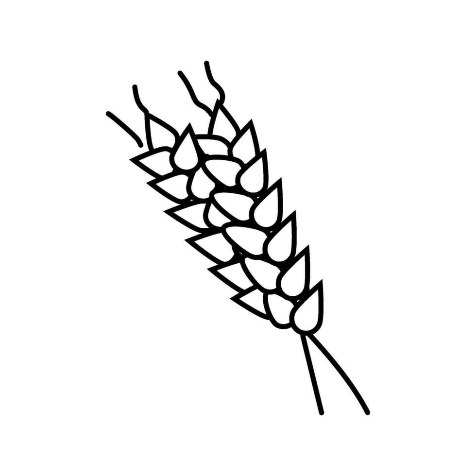 spikelets ripe wheat line icon vector illustration