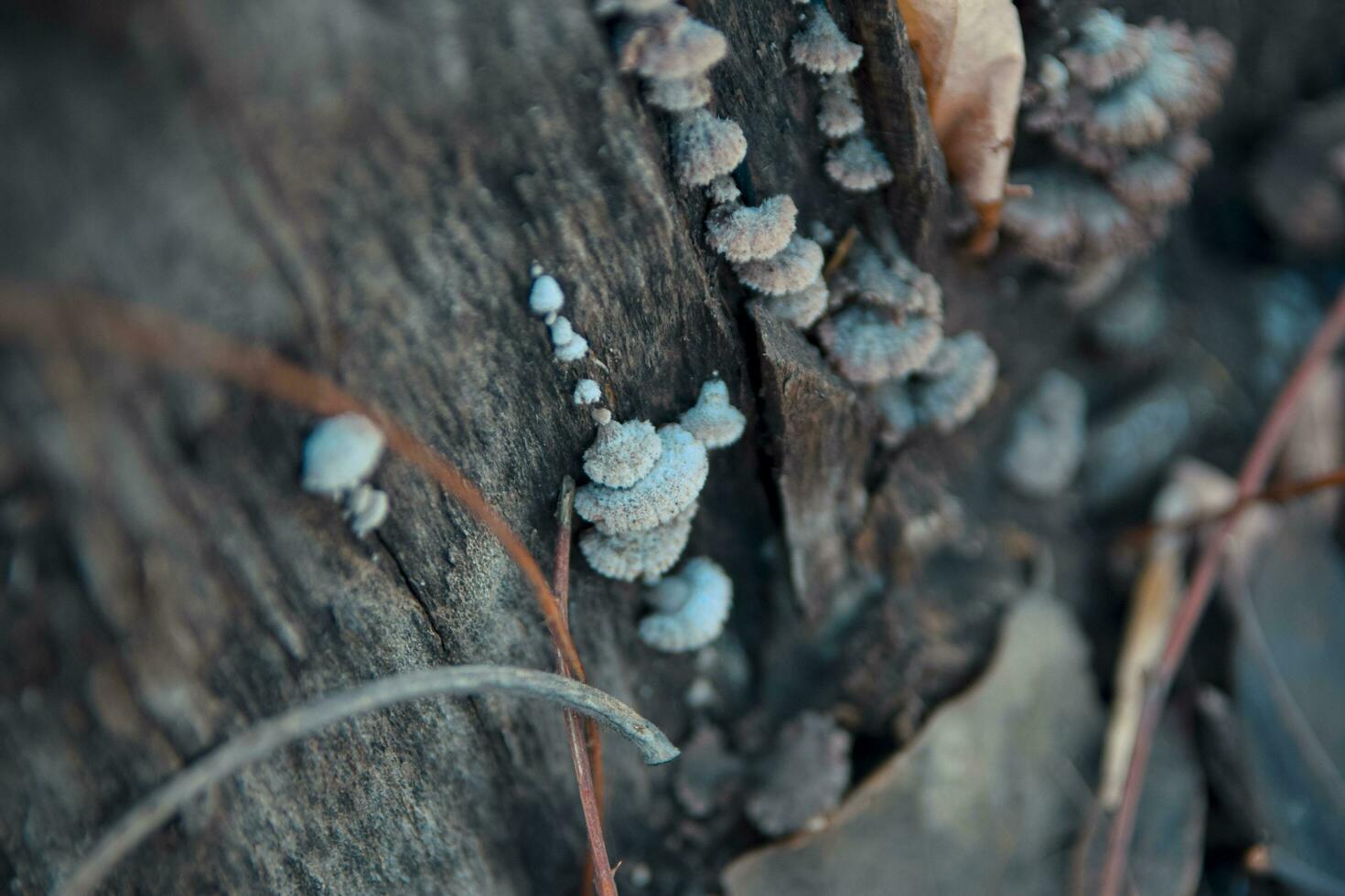 Small mushrooms on wood photo