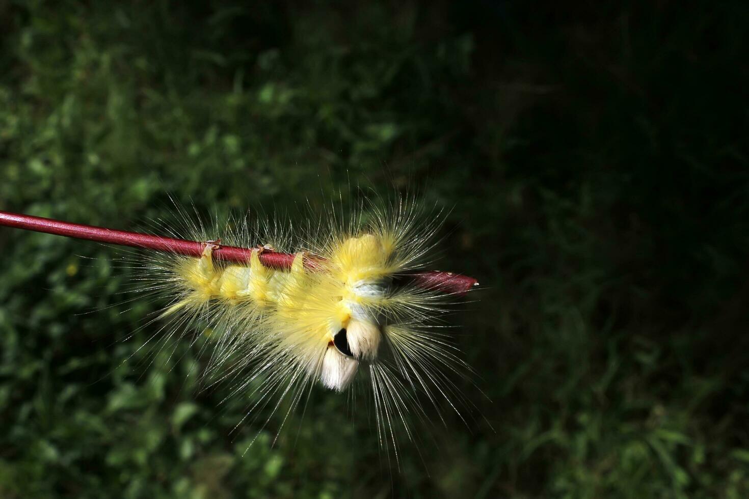 medio amarillo con blanco orugas gateando en un rama foto