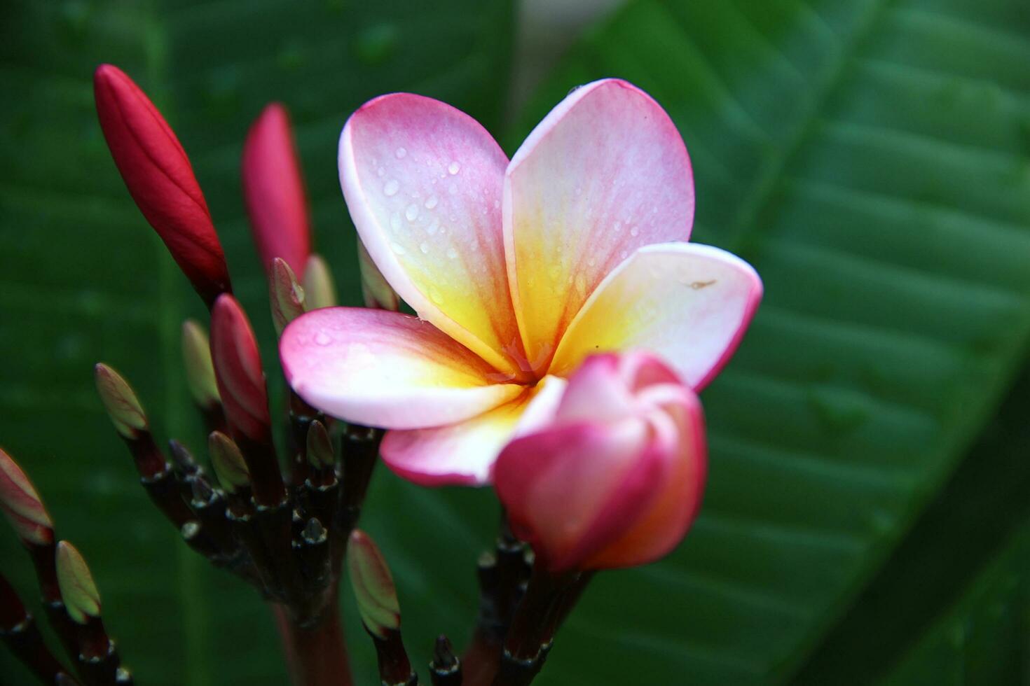 hermosa rosado plumeria flor, el plumeria o frangipani es un floración planta foto