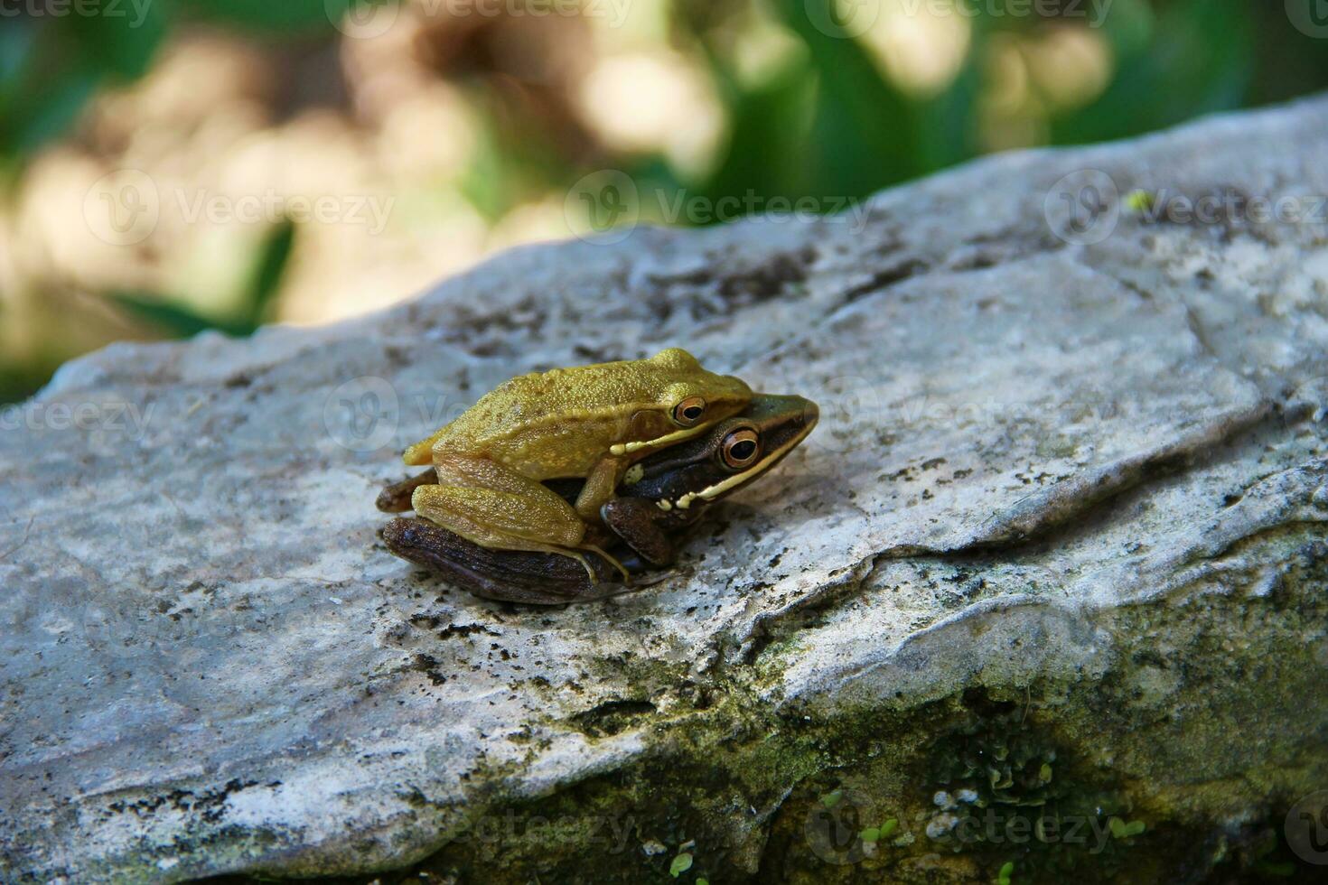 Asian tree frog mating on the rock photo
