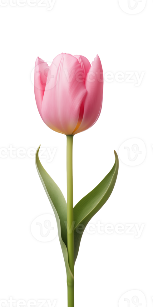 AI generated Pink tulip flower isolated on a transparent background, PNG