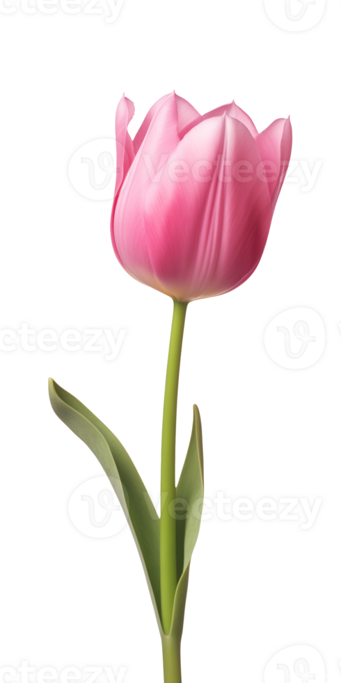 AI generated Pink tulip flower isolated on a transparent background, PNG