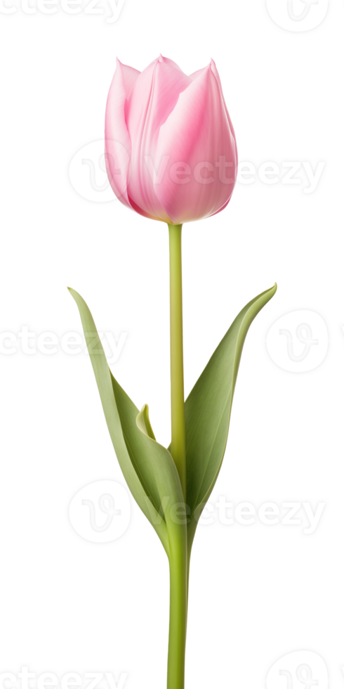 AI generated Pink tulip flower isolated on a transparent background, PNG