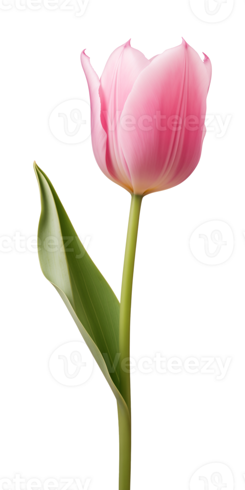 AI generated Pink tulip flower isolated on a transparent background, PNG