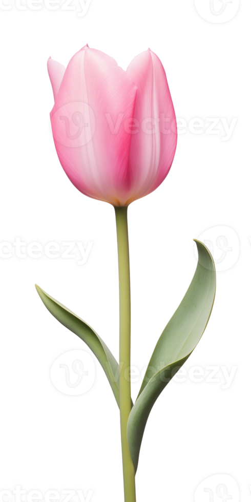 AI generated Pink tulip flower isolated on a transparent background, PNG