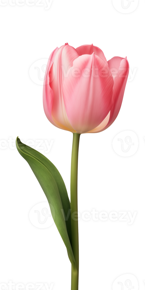 AI generated Pink tulip flower isolated on a transparent background, PNG