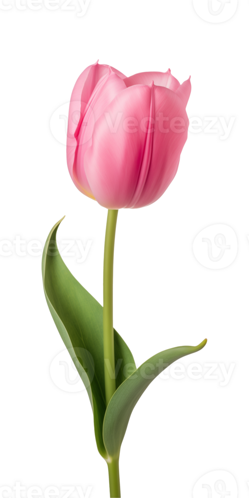 AI generated Pink tulip flower isolated on a transparent background, PNG
