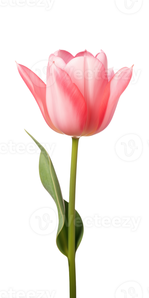 AI generated Pink tulip flower isolated on a transparent background, PNG