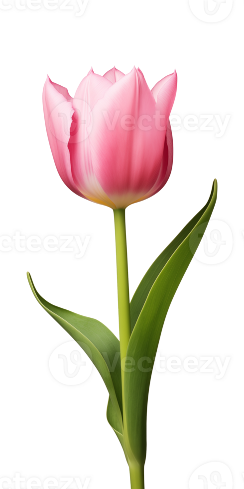 ai generado rosado tulipán flor aislado en un transparente fondo, png