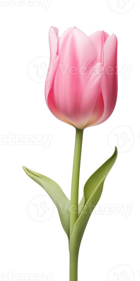 AI generated Pink tulip flower isolated on a transparent background, PNG
