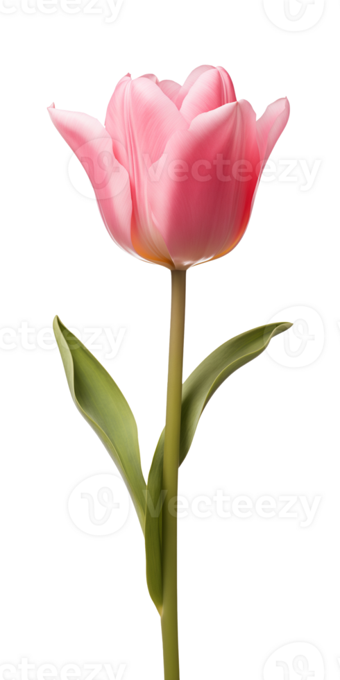 AI generated Pink tulip flower isolated on a transparent background, PNG