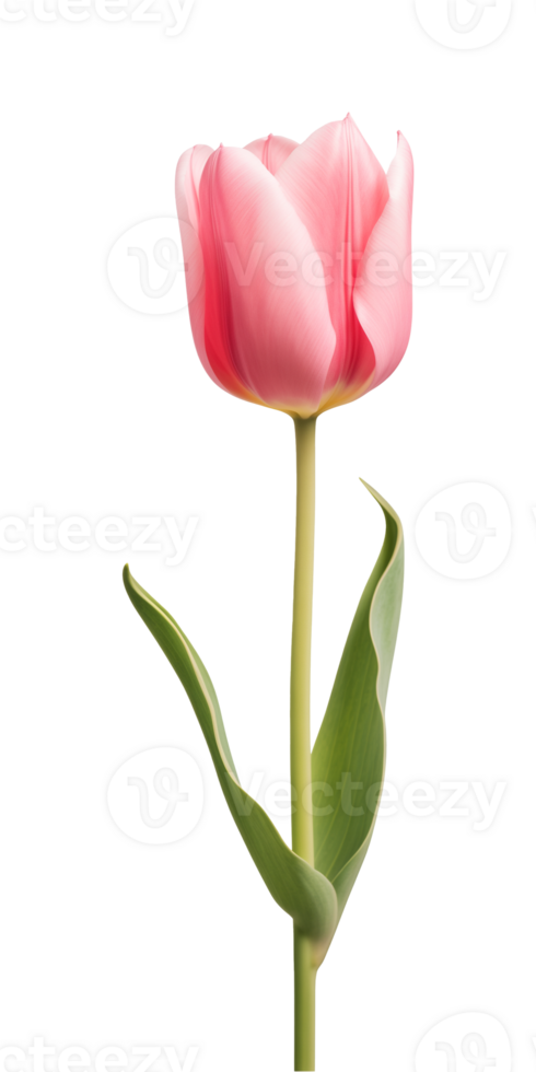 AI generated Pink tulip flower isolated on a transparent background, PNG