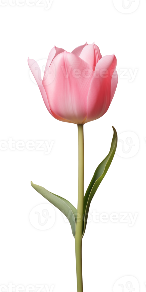 AI generated Pink tulip flower isolated on a transparent background, PNG