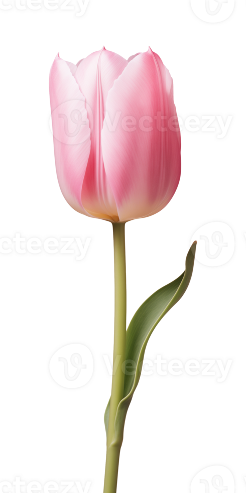 AI generated Pink tulip flower isolated on a transparent background, PNG