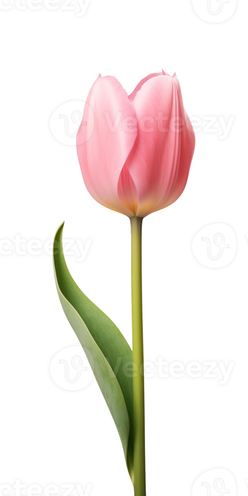 ai generado rosado tulipán flor aislado en un transparente fondo, png