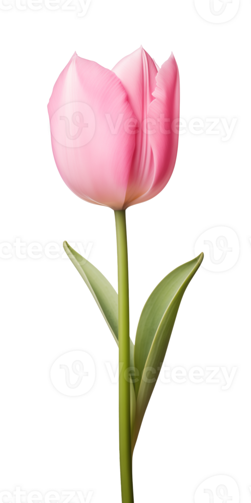 AI generated Pink tulip flower isolated on a transparent background, PNG