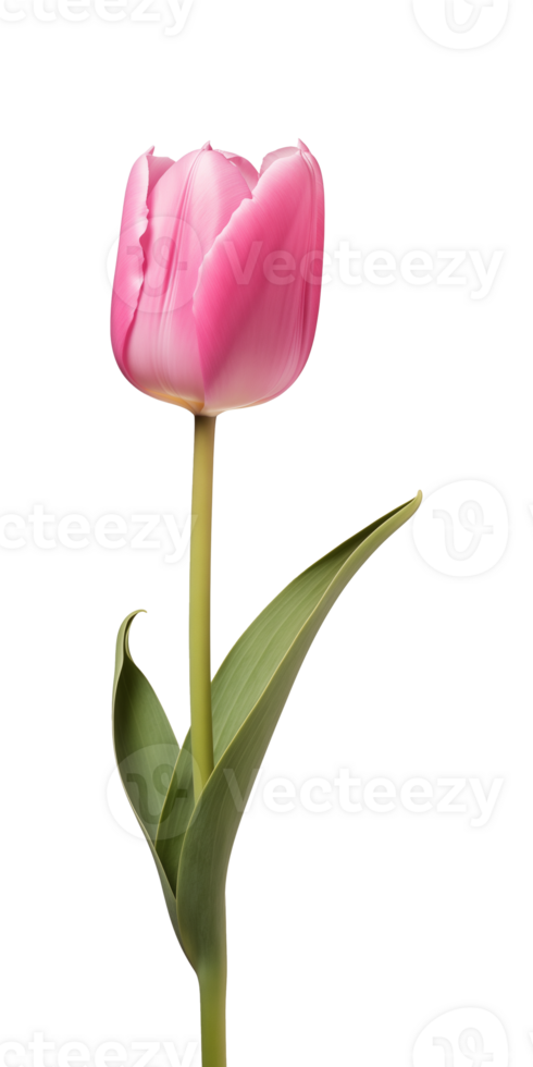 AI generated Pink tulip flower isolated on a transparent background, PNG