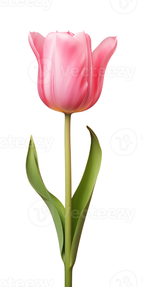 AI generated Pink tulip flower isolated on a transparent background, PNG