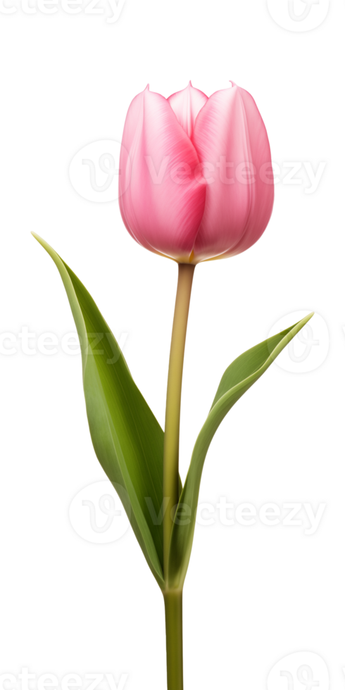 ai generado rosado tulipán flor aislado en un transparente fondo, png