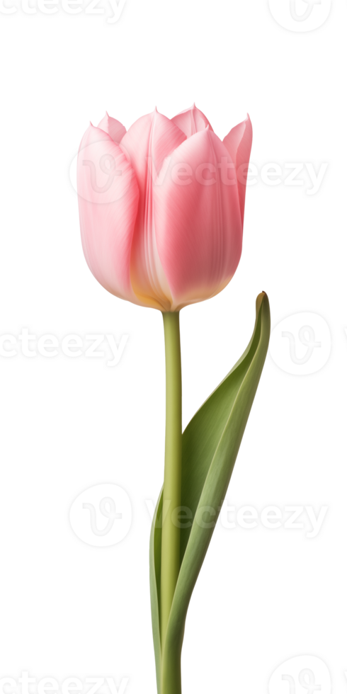 AI generated Pink tulip flower isolated on a transparent background, PNG
