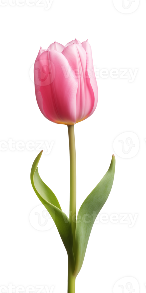 AI generated Pink tulip flower isolated on a transparent background, PNG