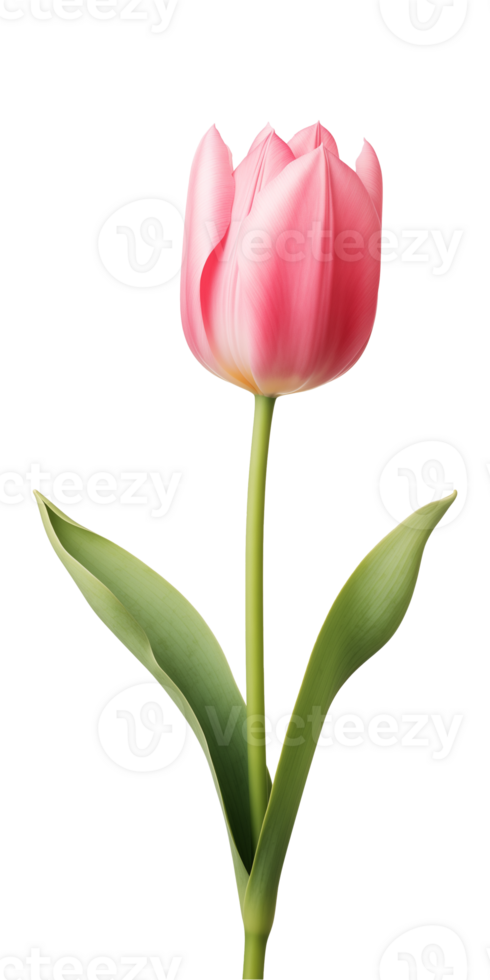 AI generated Pink tulip flower isolated on a transparent background, PNG