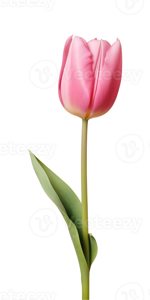 AI generated Pink tulip flower isolated on a transparent background, PNG