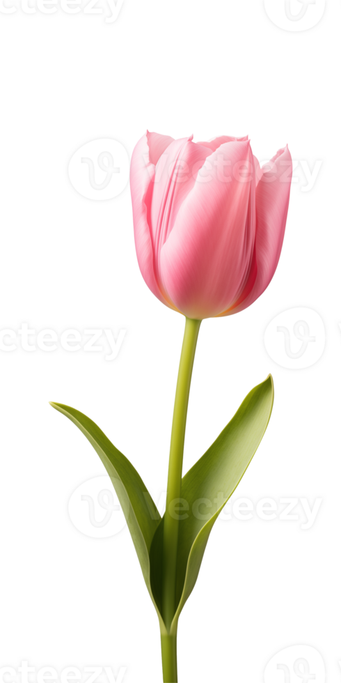 AI generated Pink tulip flower isolated on a transparent background, PNG