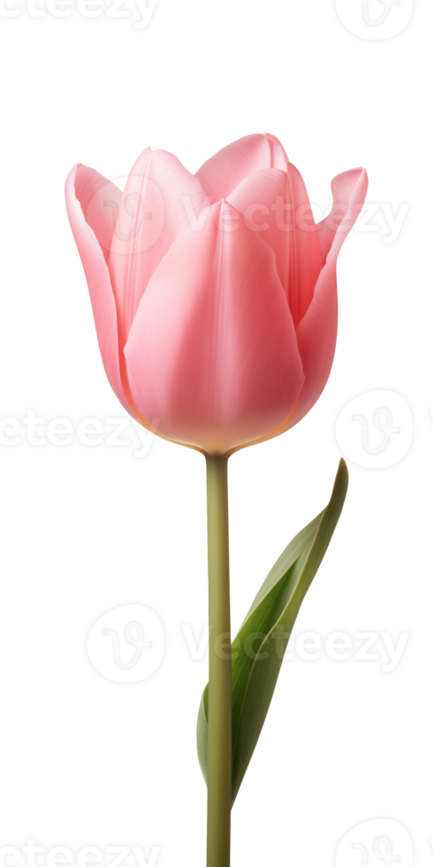 AI generated Pink tulip flower isolated on a transparent background, PNG