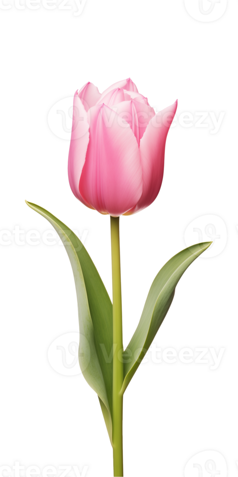 AI generated Pink tulip flower isolated on a transparent background, PNG