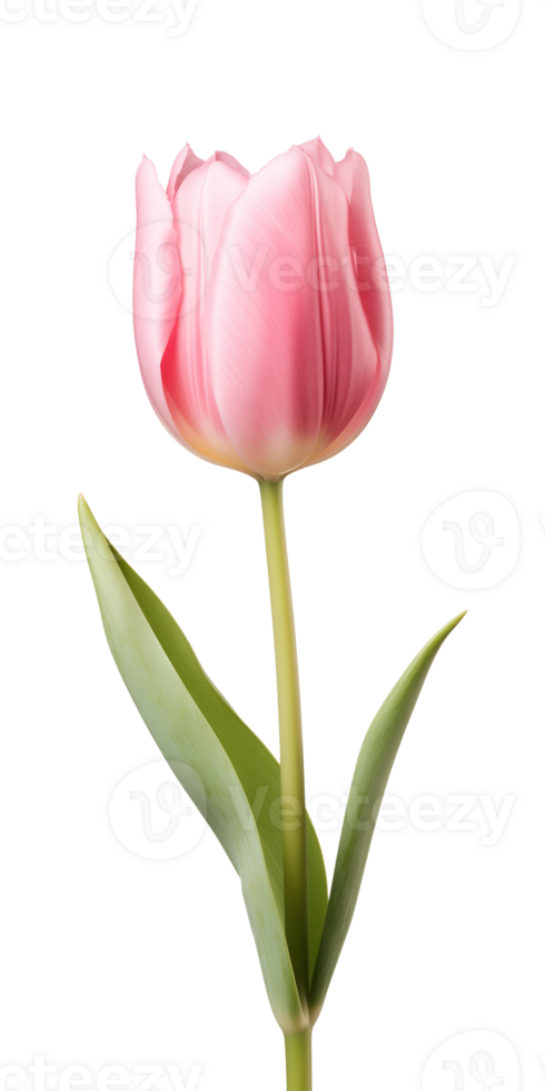 AI generated Pink tulip flower isolated on a transparent background, PNG