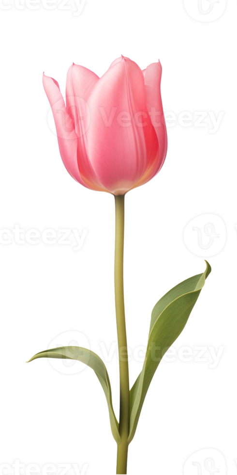 AI generated Pink tulip flower isolated on a transparent background, PNG