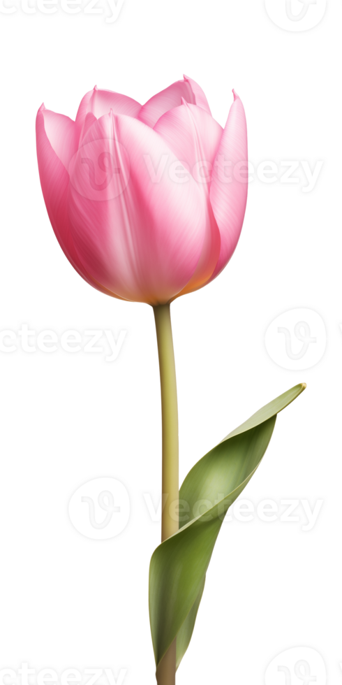 AI generated Pink tulip flower isolated on a transparent background, PNG
