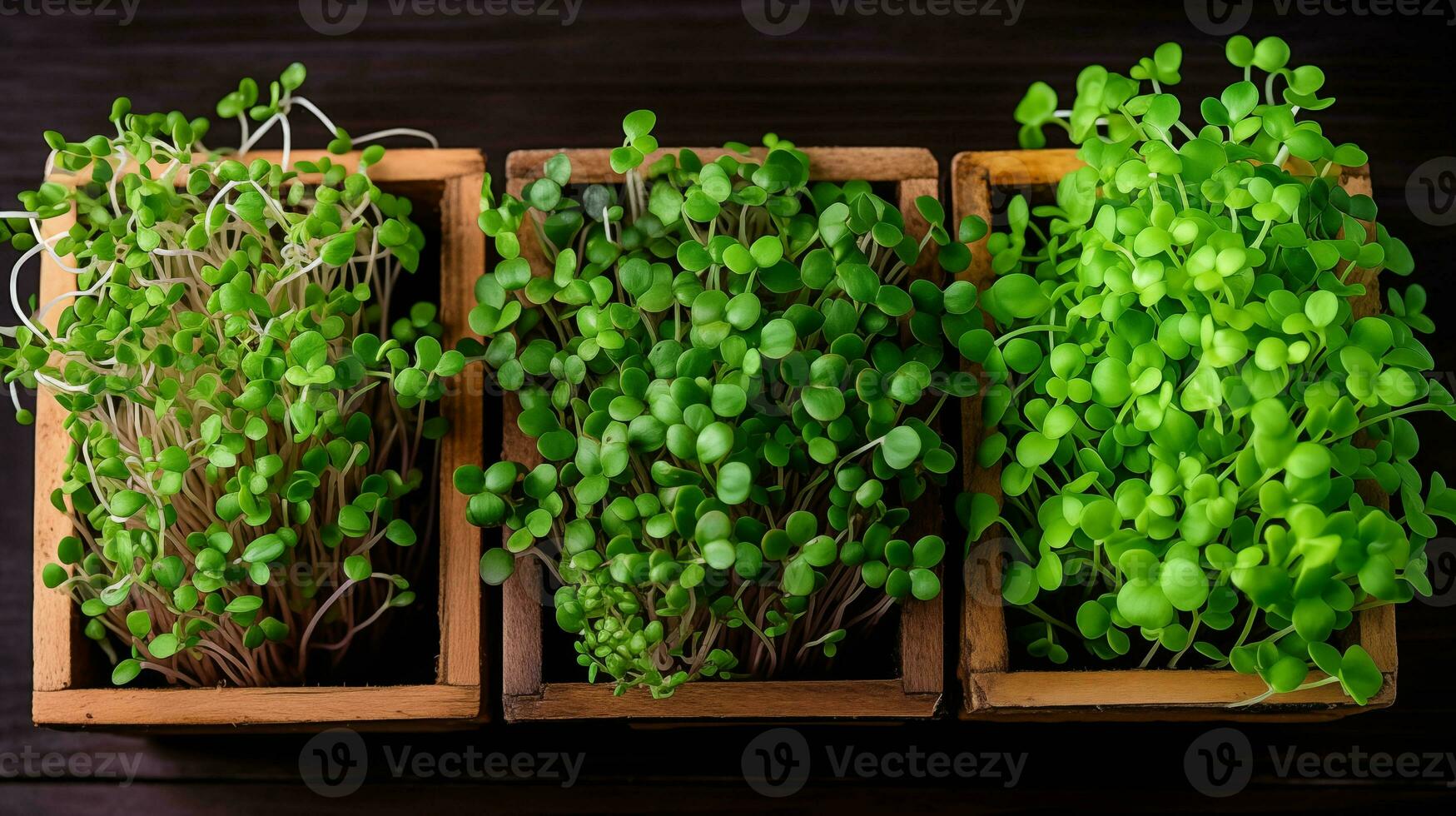 AI generated Home grown microgreens in a wooden container on a wooden table. Macro photography. Horizontal format. AI Generated photo