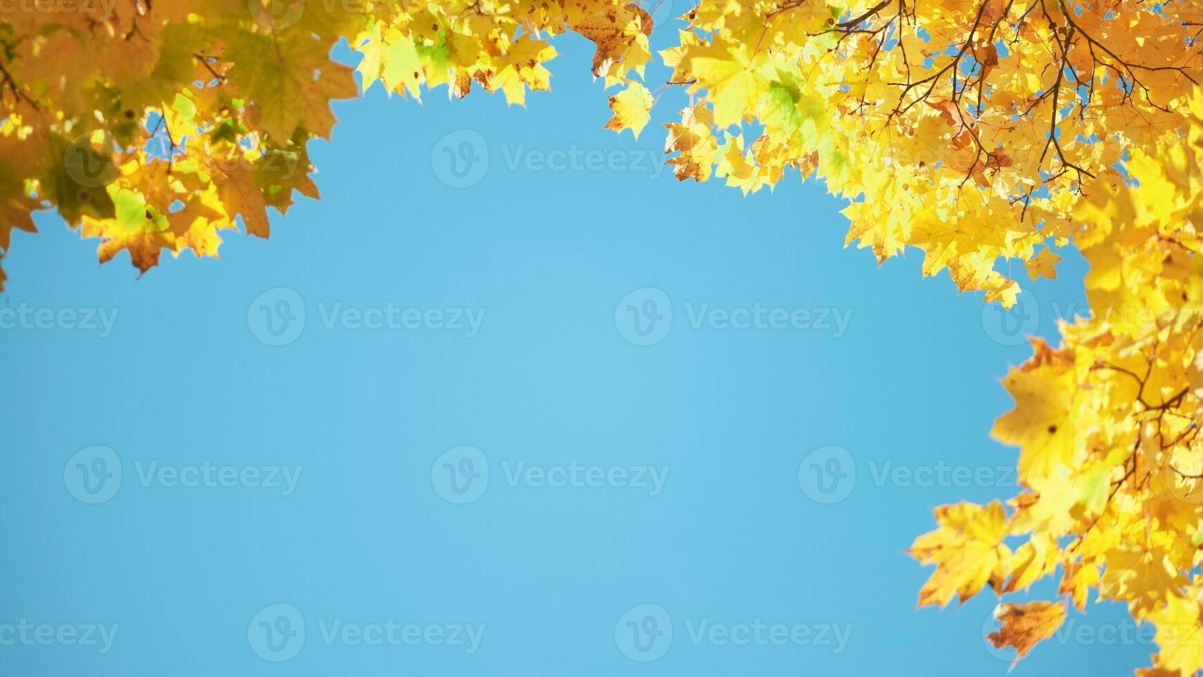 Maple branches in the fall against the blue sky. photo