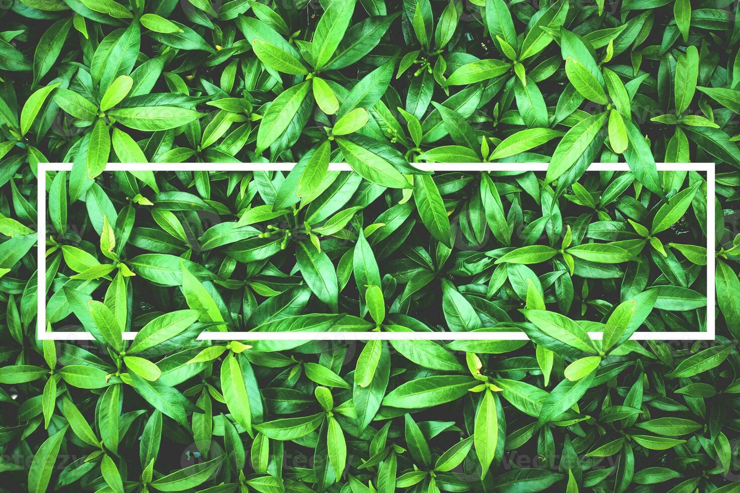 abstract nature background images green leaf pattern photo