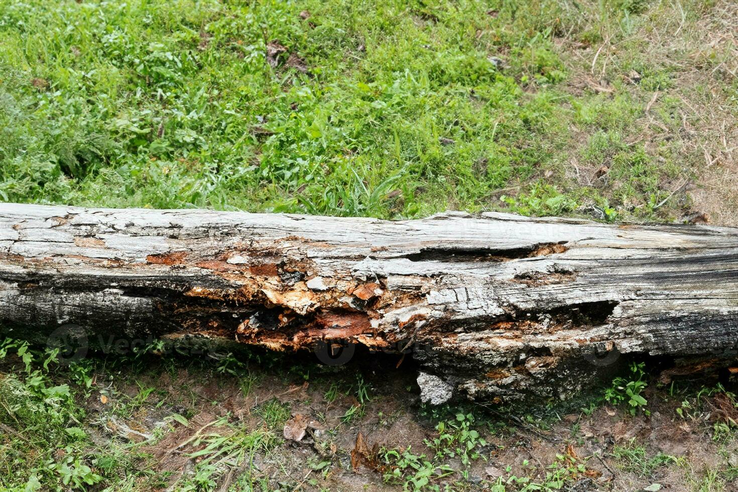 old wood log texture in the forest photo