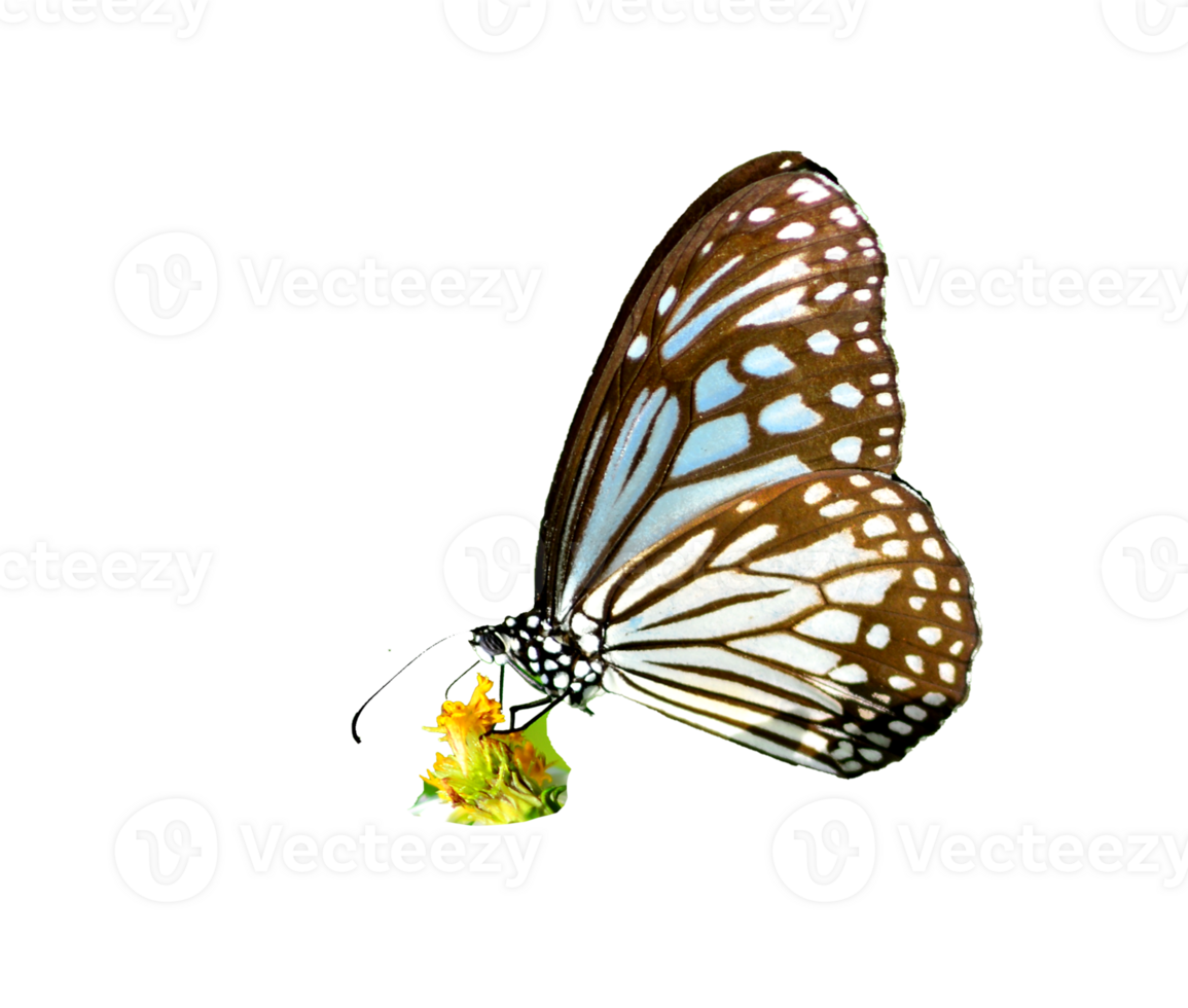 Butterfly on white background easy to use in projects. png