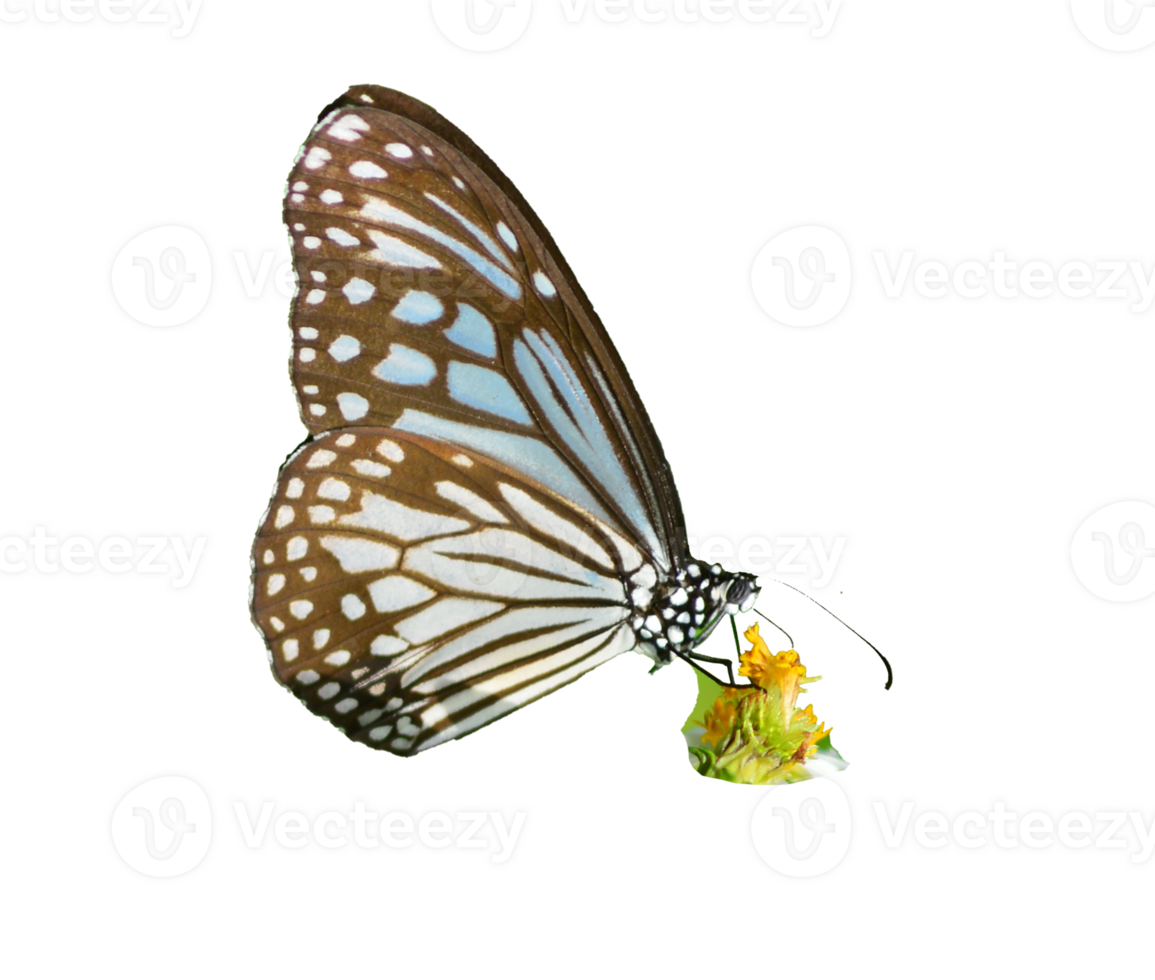 Butterfly on white background easy to use in projects. png