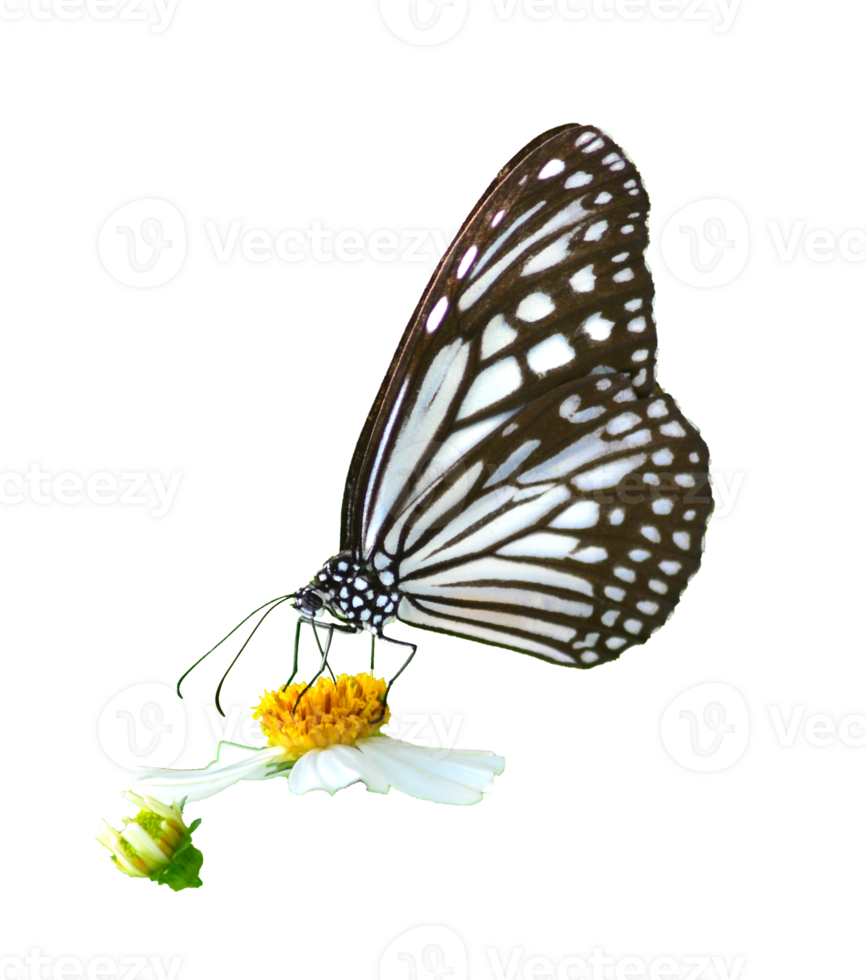 Butterfly on white background easy to use in projects. png