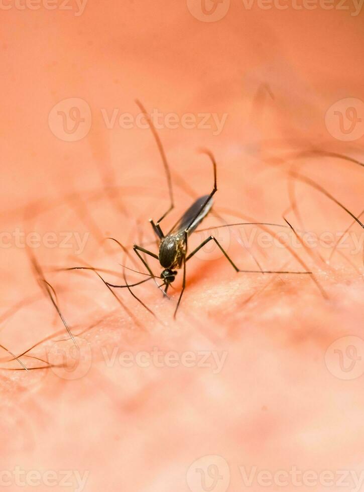 Mosquitoes are feeding on human skin blood. Mosquitoes are carriers of dengue fever and malaria. Dengue fever is very prevalent during the rainy season. photo