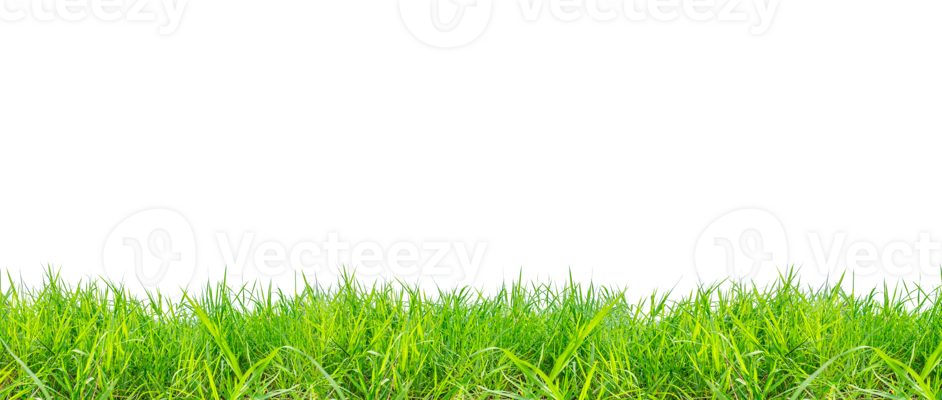 bright green meadow on a white background png