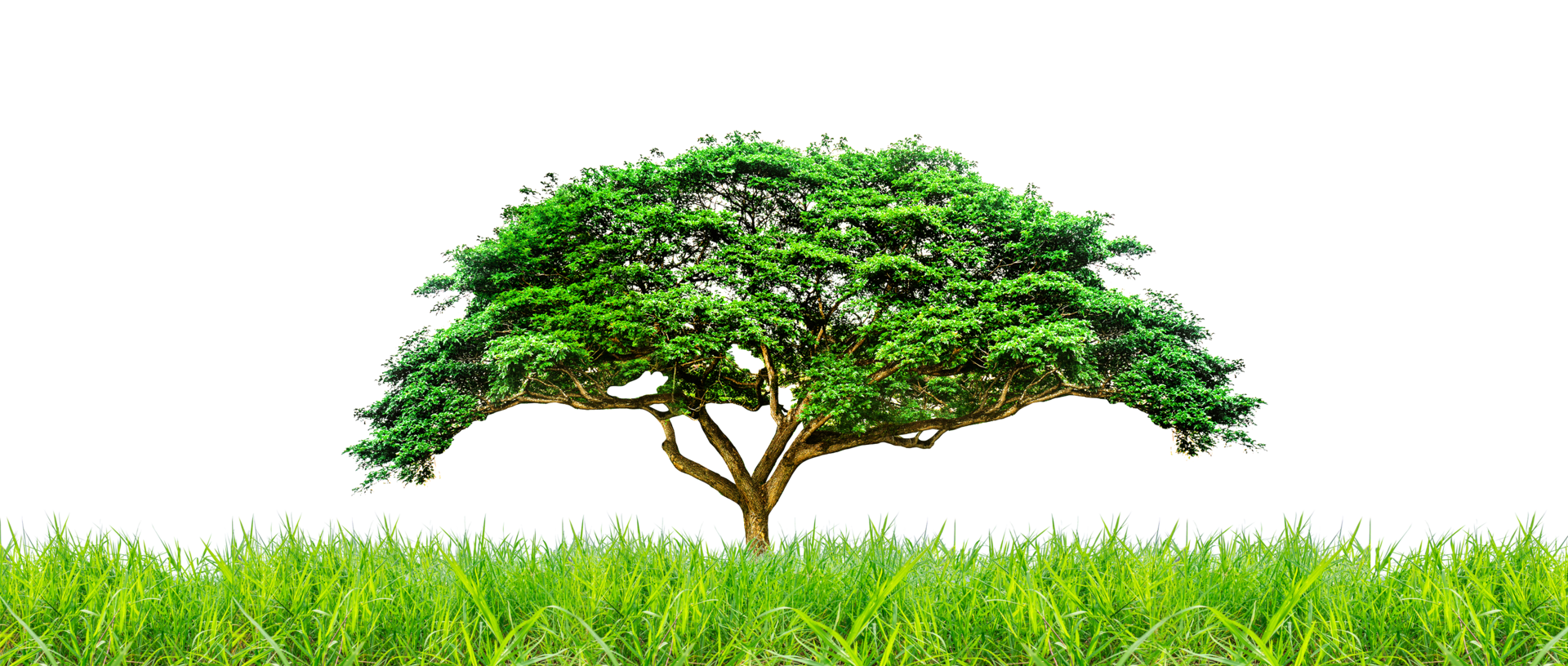 green meadow with bright trees on a white background. for natural