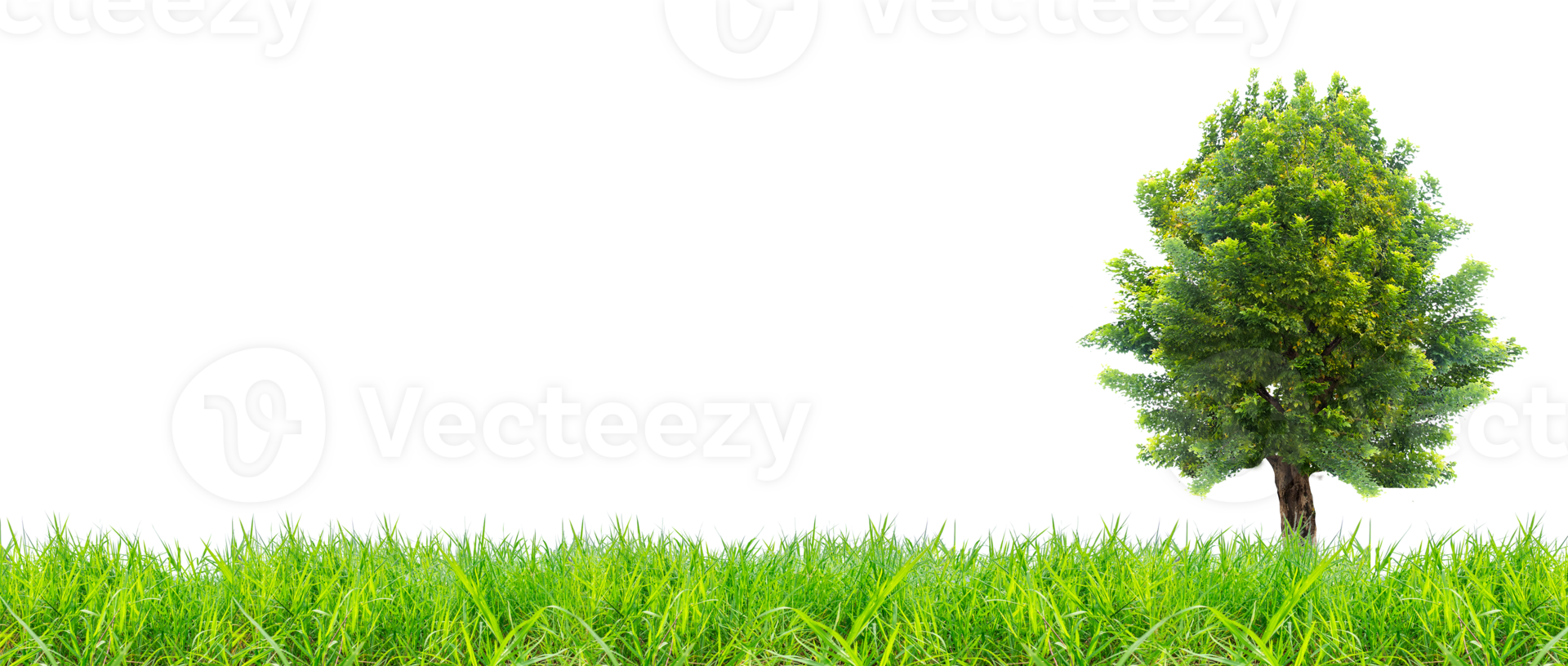 green meadow with bright trees on a white background. for natural